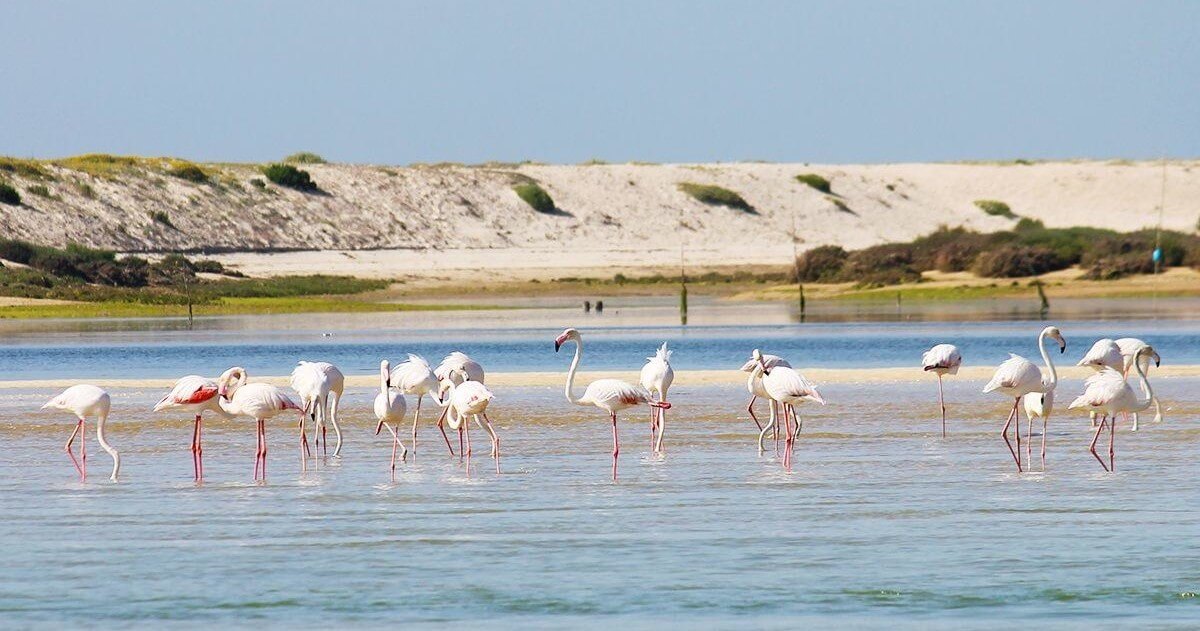 Pink flamingos standing in the shallow waters of the Ria Formosa natural park at Cabanas de Tavira